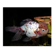 Золотая рыбка Оранда. фото