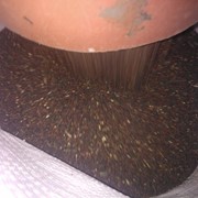 Семена рапса масличного / Seeds of rapeseed фото