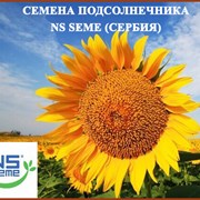 НСХ 6008 подсолнечник семена фото