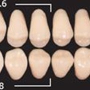 Двухслойные зубы в бобинах фото
