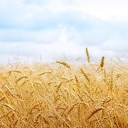 Пшеница оптом 3,4 класса фотография