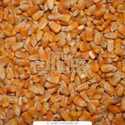 Сушка зерновых культур фото