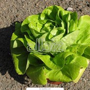 Салат-латук, салат оптом, от производителя, зелень