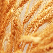 Семена озимой пшеницы Титона