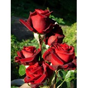 Кусты роз (акулянты) в любом количестве под заказ Роза чайно-гибридная “Блэк Меджик“ фото