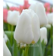 Тюльпан белоснежныйDarwi Snow (Дарви Сноу) фото