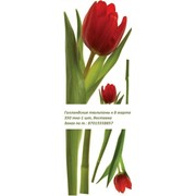 Голландские тюльпаны фото
