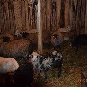 Овцы, ягнята различных пород: романовская, куйбышевская, перкос, северокавказская) фото