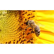 Инструменты для пчеловодства в ассортименте фотография