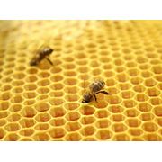 Пыльцесборники оптовая и розничная торговля ветеринарными препаратами для пчел. Пчелоинвентарь и оборудование для пасек