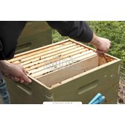 Оборудование для пчеловодства фотография