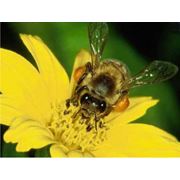 Инвентарь пчеловодческий. фото