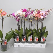 Орхидея Фаленопсис микс 5 цветов -- Phalaenopsis mixed 5 Clr. фотография