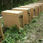 Пчелопакеты пчелы Карпатка