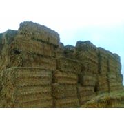 Солома пшеничная фото