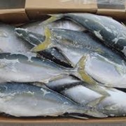 We can offer from Korea fresh frozen Yellowtail/Желтохвост WR. Delivery terms - CIF, CFR фото