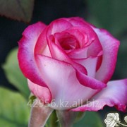 Саженцы роз Белла Вита