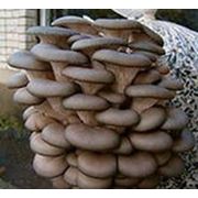 продам оборудование для выращивания грибов вешенки или сдам в оренду грибной цех