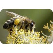 Карпатская порода пчел Пчеломатки фото