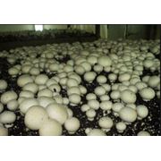 Мицелий грибов мицелий шампиньонный фото