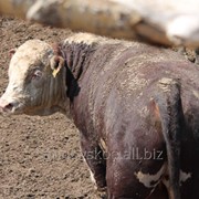 Племенные бычки казахской белоголовой и герефордской породы