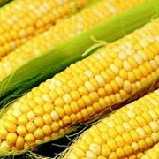 Культуры зерновые фото