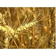 Культуры зерновые купить заказать опт Винница Украина