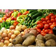 Продукция сельского хозяйства Выращивание и продажа плодоовощных культур: морковь помидоры кабачки и проч. Саженцы яблонь.