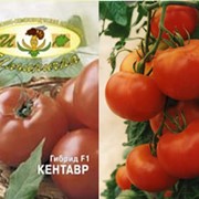 Семена томатов КентаврTC5F2 фото