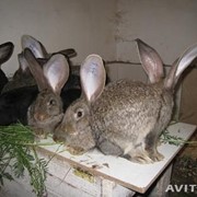 Кролики гиганты фото