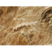 Продажа зерновых как на рынке Украины так и за ее пределами