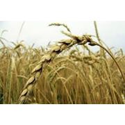 Пшеница четвертого класса фото