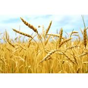 Продажа фуражной пшеницы в Украине фото
