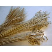 Пшеница фуражная 4 класс пшеница зерновые культуры купить оптом экспорт Харьков Украина