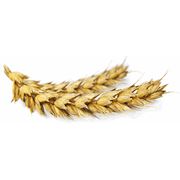 Пшеница третьего класса пшеница зерновые культуры купить оптом экспорт Харьков Украина