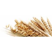 Пшеница зерновые культуры купить оптом экспорт Харьков Украина