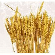 Пшеница твердая пшеница зерновые культуры купить оптом экспорт Харьков Украина