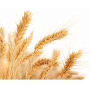 Пшеница фуражная 2 класс пшеница зерновые культуры купить оптом экспорт Харьков Украина фотография