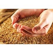 Пшеница твердая озимая. Выращивание зерновых технических и прочих культур.