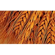 Пшеница луговая пшеница зерновые культуры купить оптом экспорт Харьков Украина