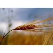 Пшеница третьего класса от производителя продажа оптом в Виннице и Винницкой области.