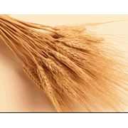Пшеница пророщенная пшеница зерновые культуры купить оптом экспорт Харьков Украина