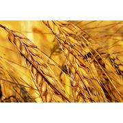 Пшеница твердая купить заказать оптом Украина