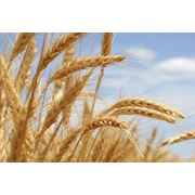 Пшеница третьего класса продажа Львов Украина фото