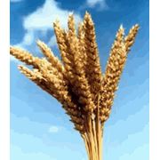 Пшеница зерновые культуры купить оптом экспорт Харьков Украина