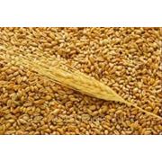 Пшеница обыкновенная фотография