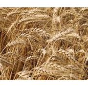 Пшеница фуражная 3 класс