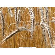пшеница 2-го класса протеин мин. 125% фото
