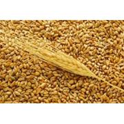 Пшеница 2-4кл. фураж на экспорт фотография