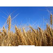 Пшеница мягкая 2 класса фото